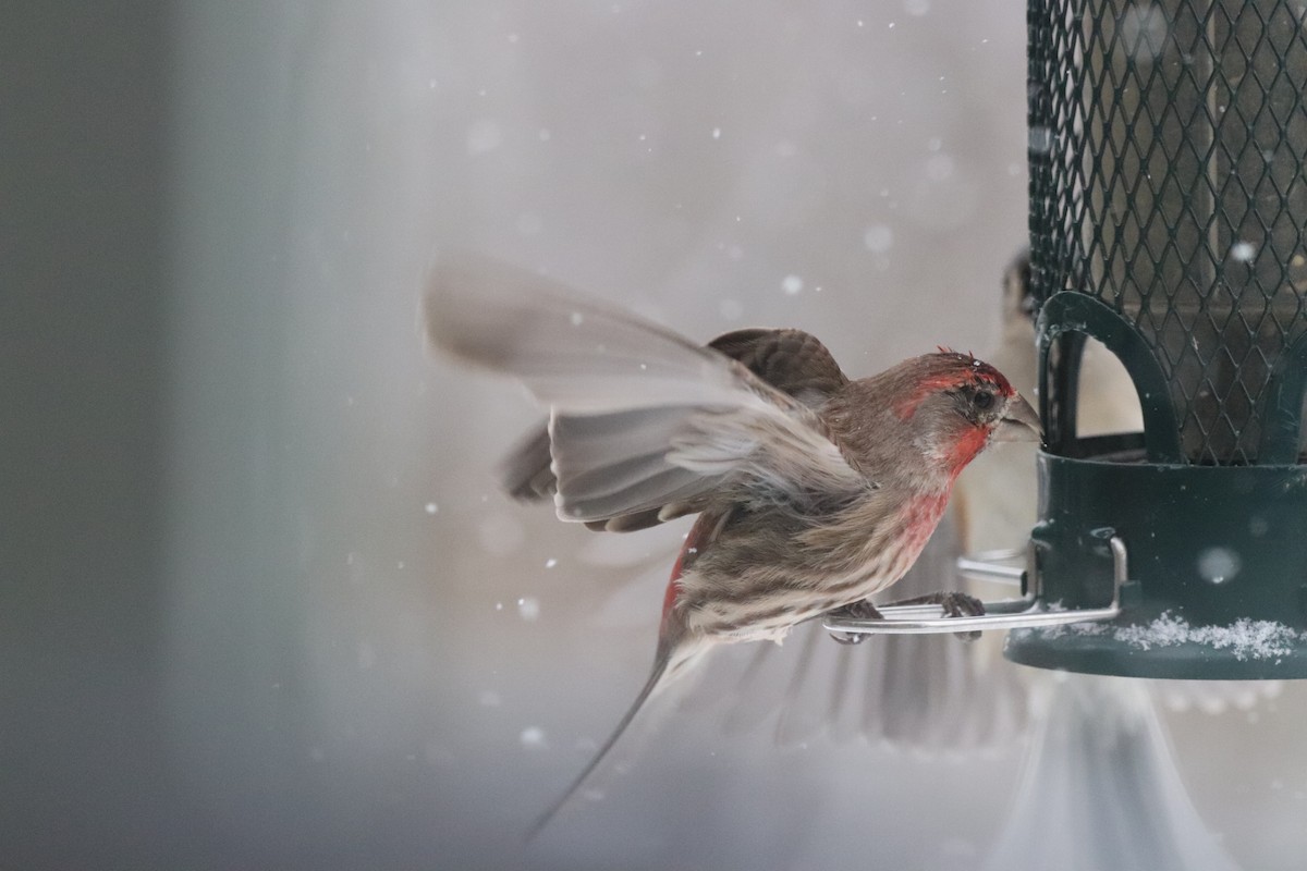 House Finch - ML646902124