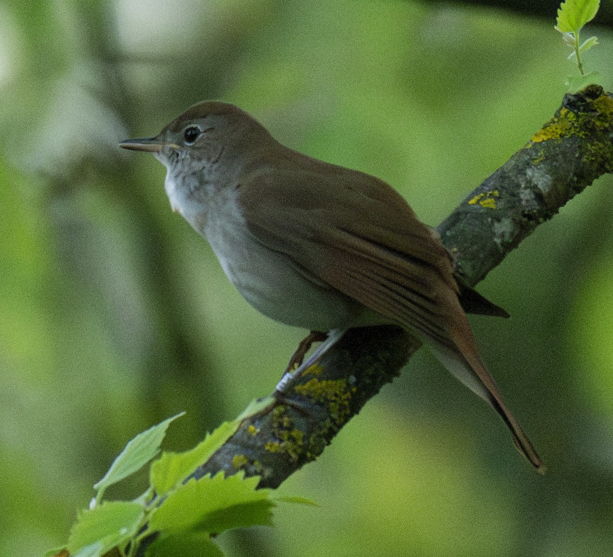 Urretxindor arrunta - ML646902125