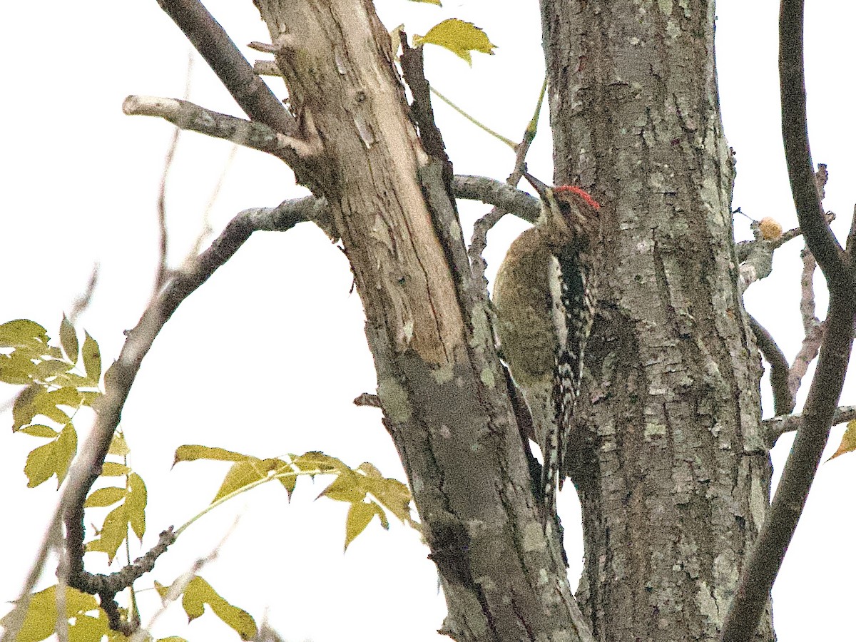 Yellow-bellied Sapsucker - ML646902133