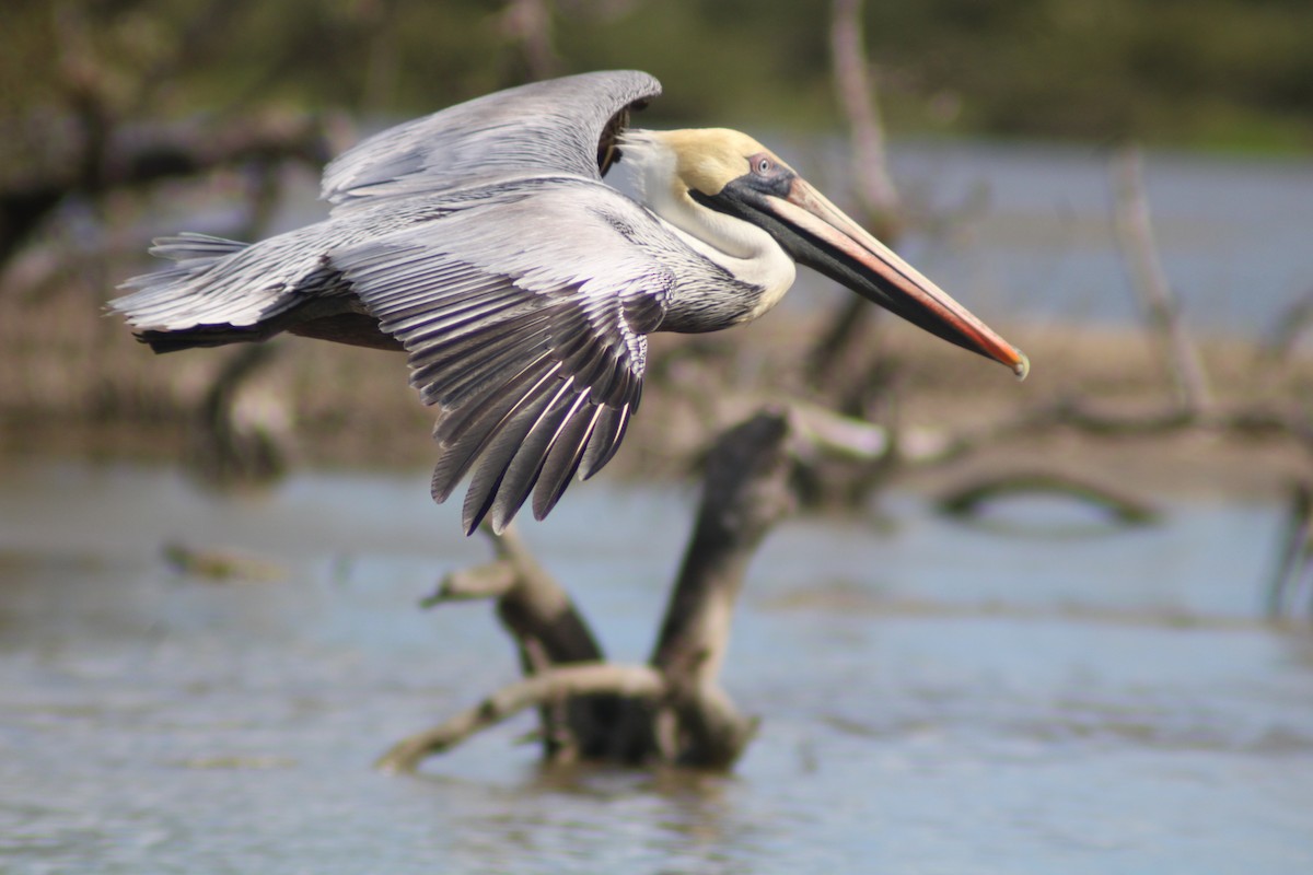 Brown Pelican - ML646902137