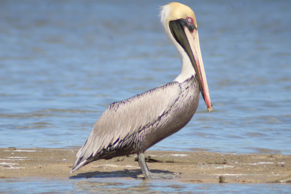 Brown Pelican - ML646902138