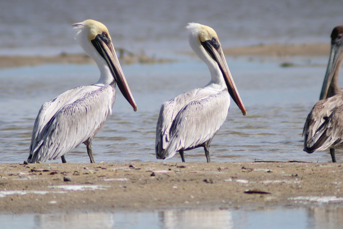 Brown Pelican - ML646902139