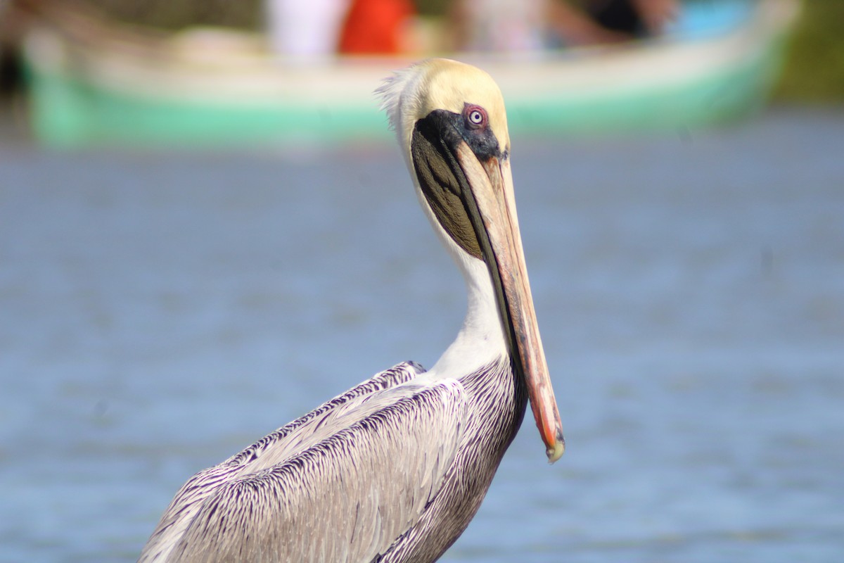 Brown Pelican - ML646902140