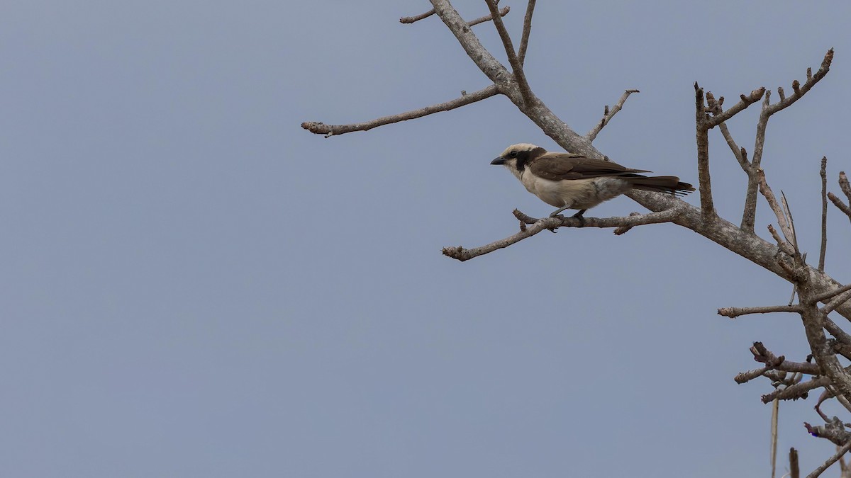 Сорокопуд-білоголов західний - ML646902142