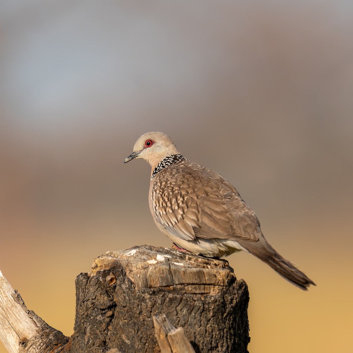 Китайская горлица - ML646902143