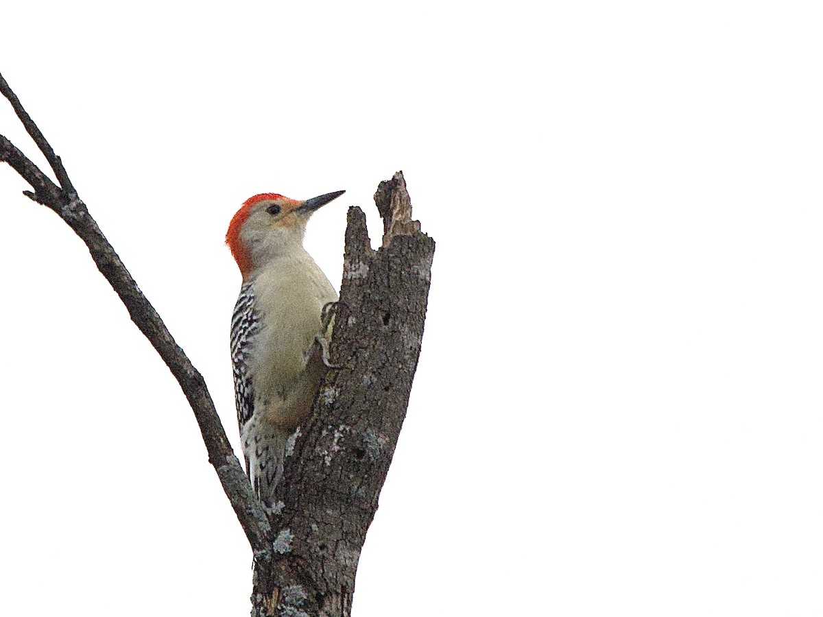 Red-bellied Woodpecker - ML646902145
