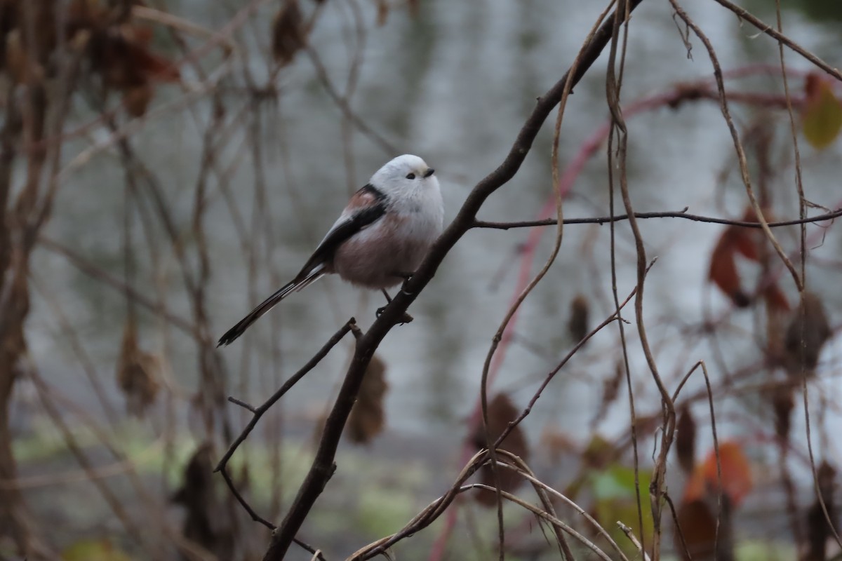 Long-tailed Tit - ML646902146