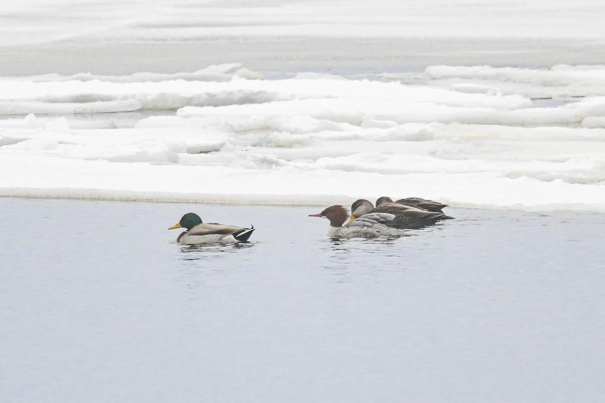 Zerra handia - ML646902147