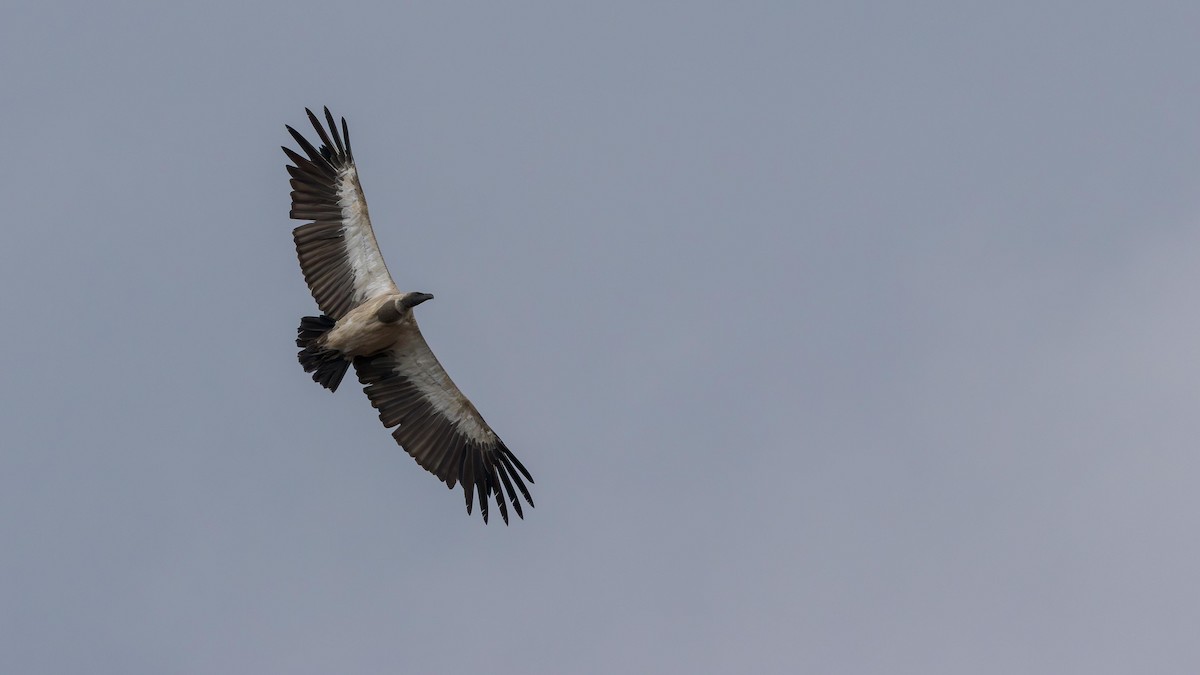 Сип африканський - ML646902148