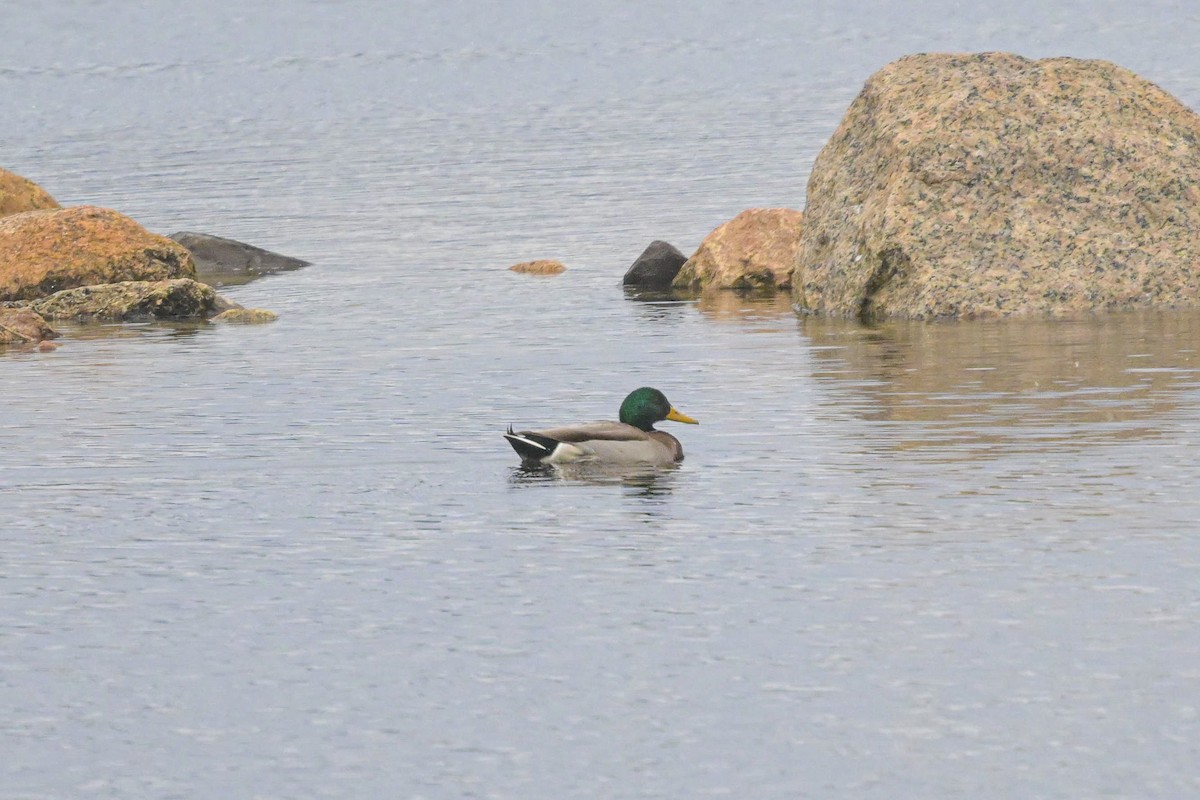 Basahatea - ML646902150