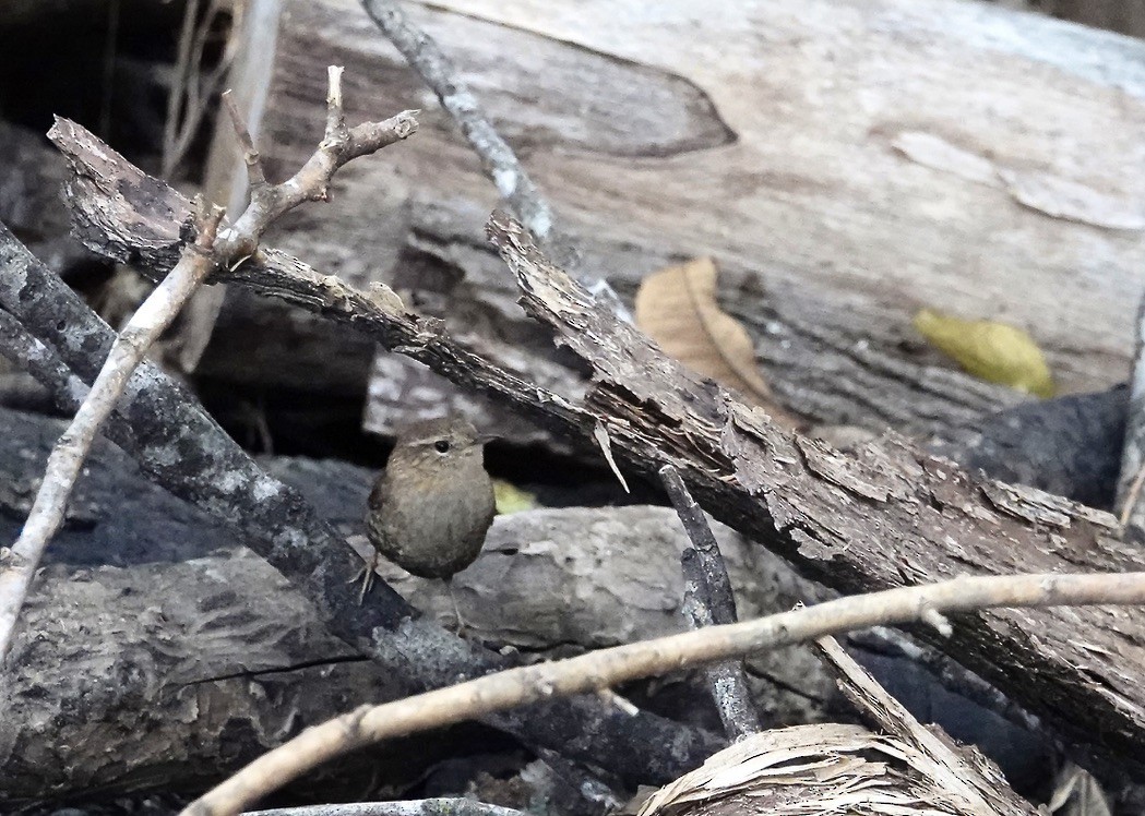 Волоочко канадське - ML646902152