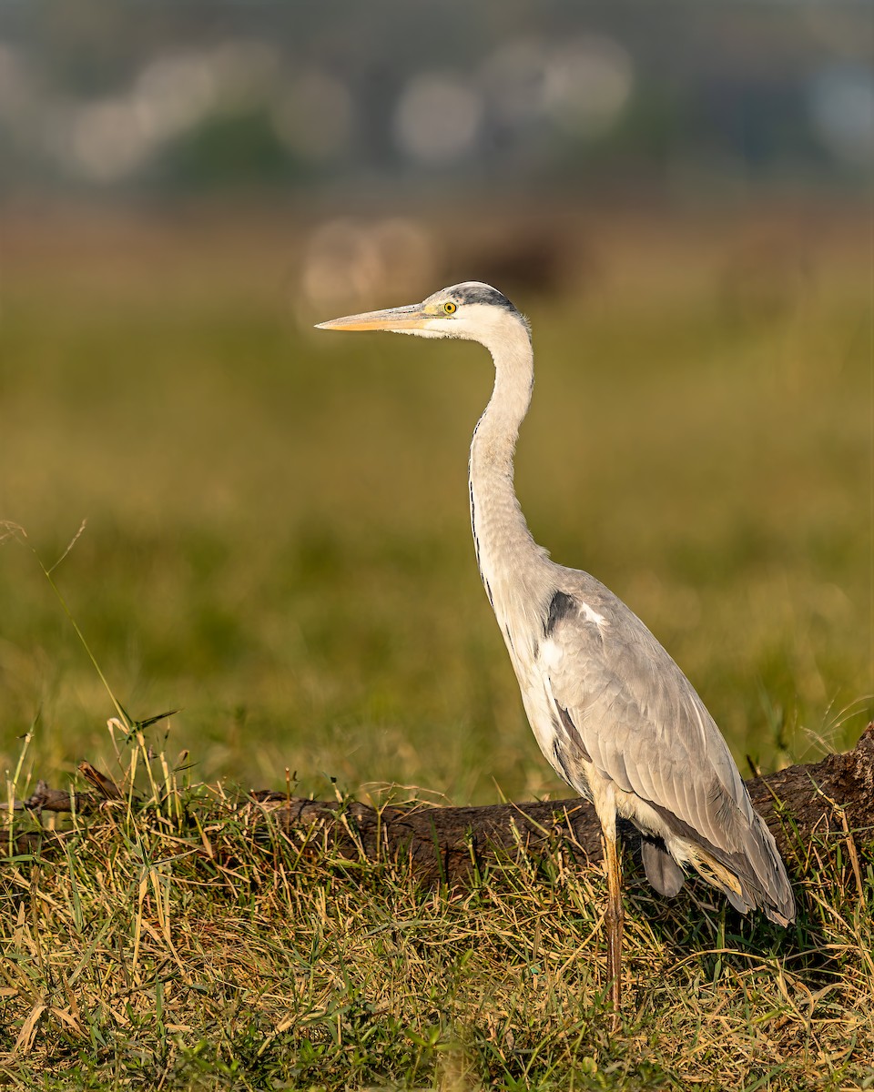 Серая цапля - ML646902153