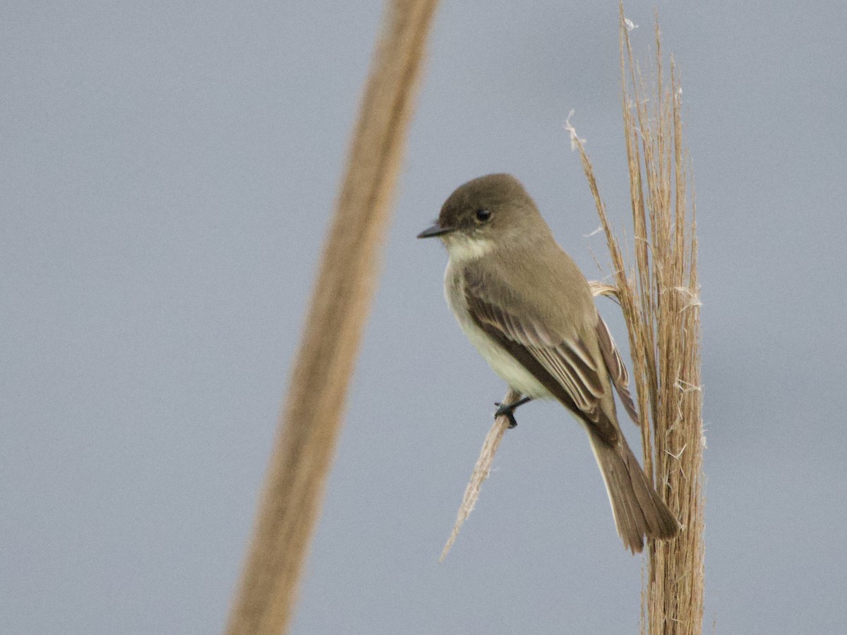 Eastern Phoebe - ML646902154