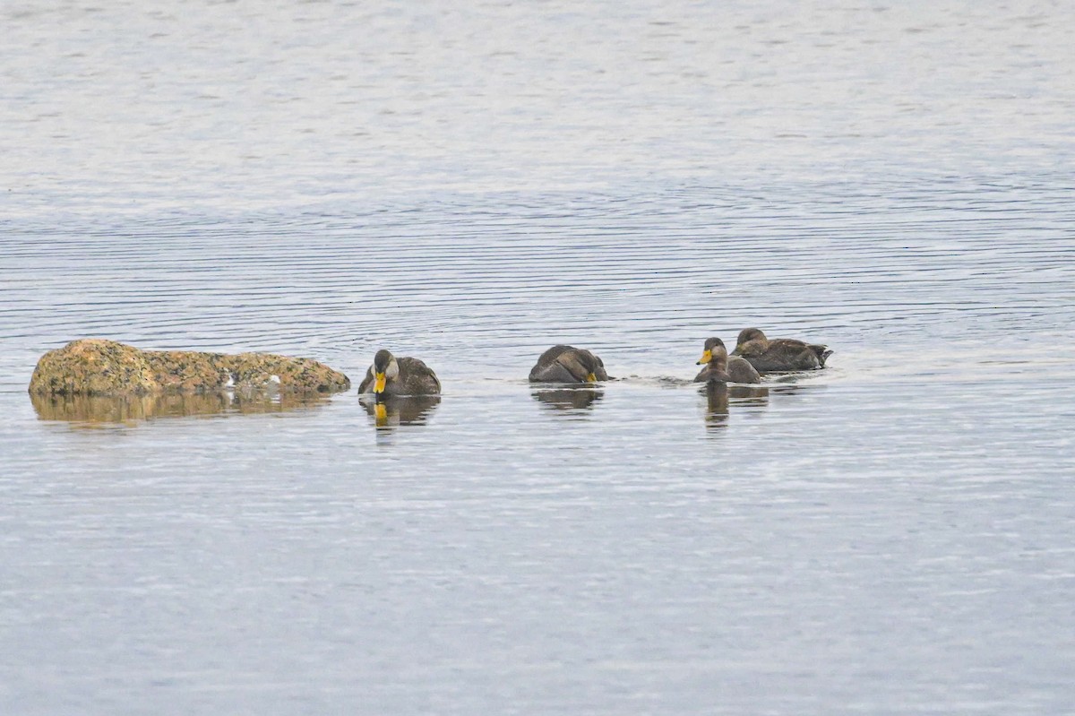 Ahate iluna - ML646902162