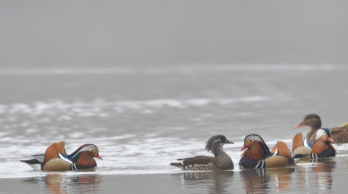 מנדרין סיני - ML646902163