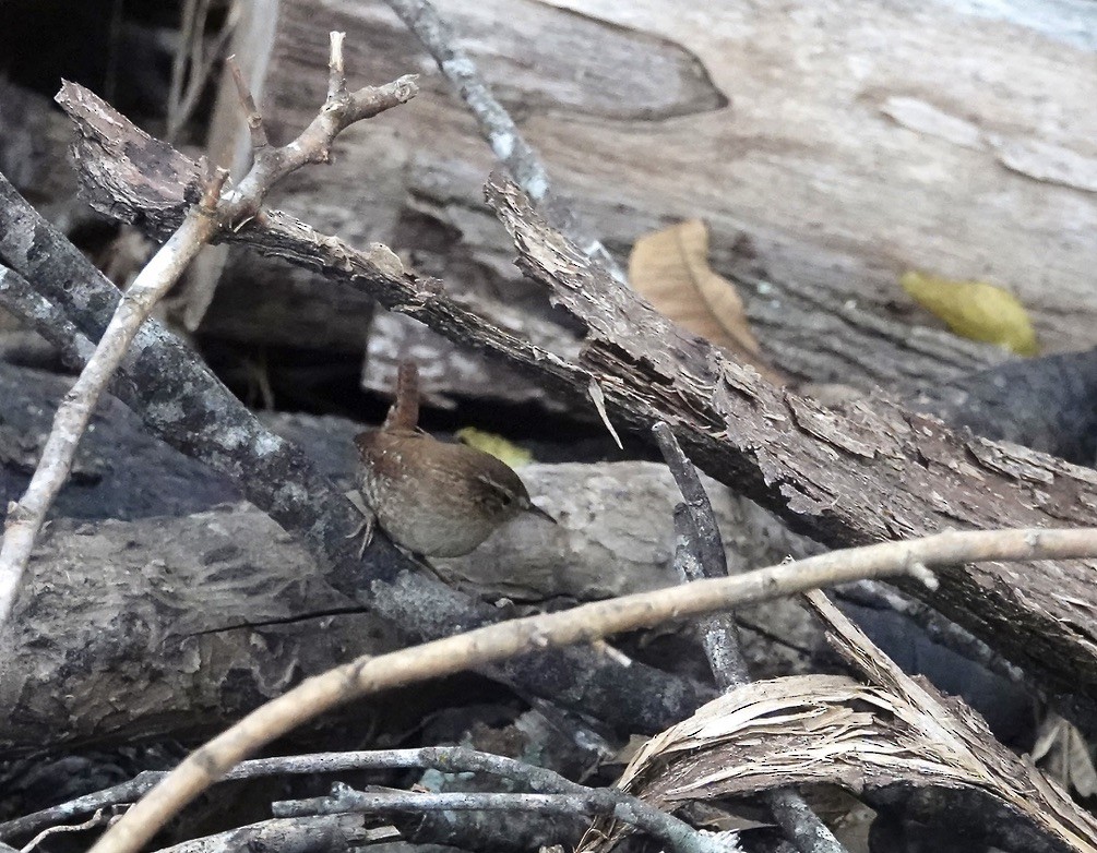 Волоочко канадське - ML646902165