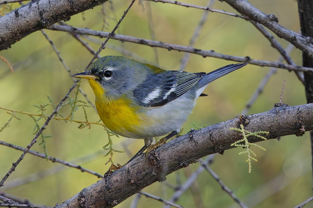 Очковая древесница - ML646902166