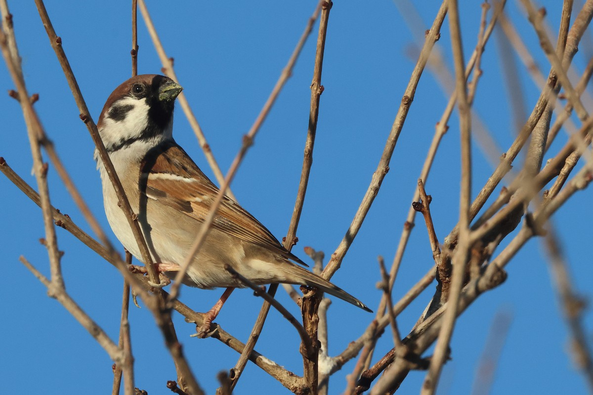 Ağaç Serçesi - ML646902168