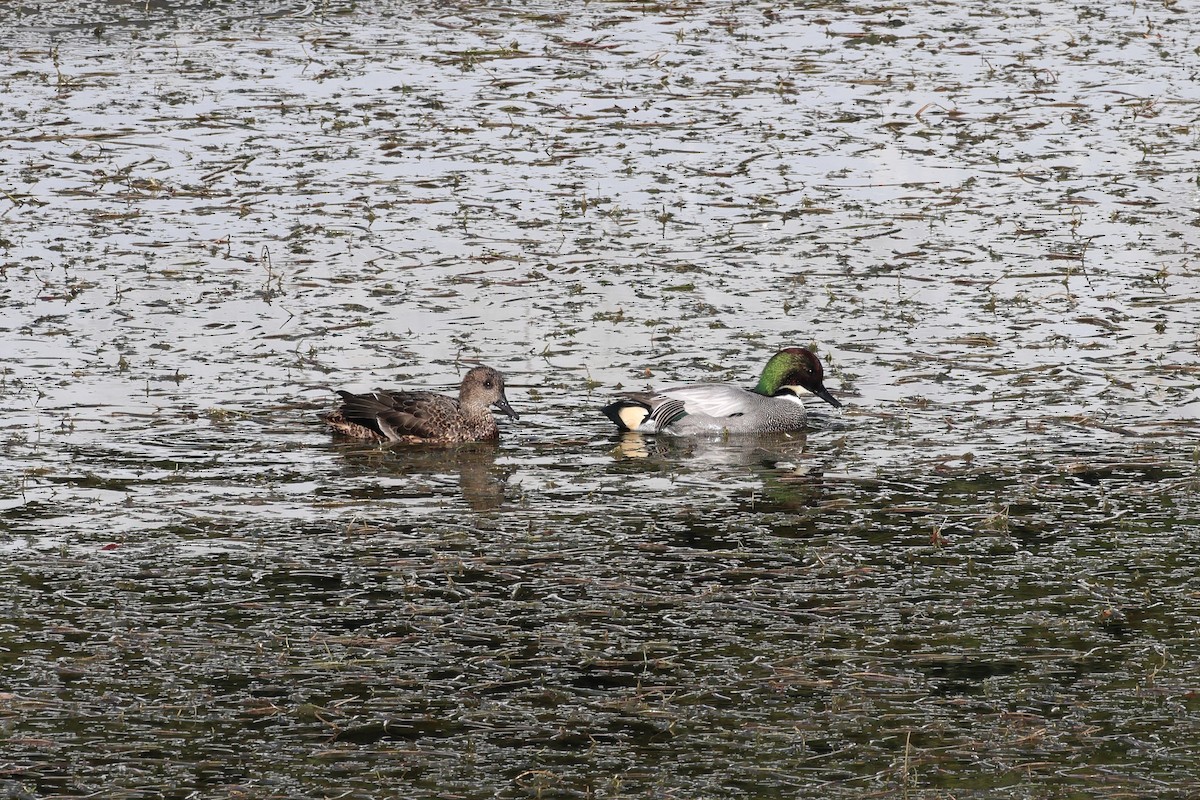 čírka srpoperá - ML646902170