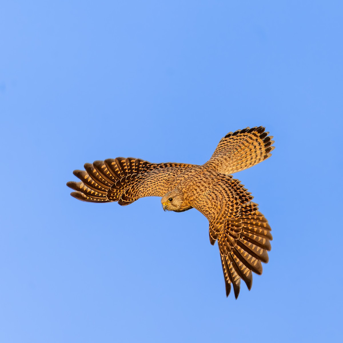 Пустельга - ML646902171