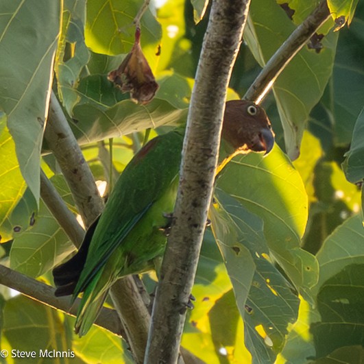 Лоріто червоноголовий - ML646902172