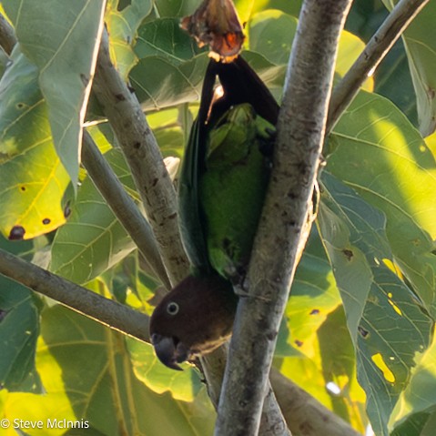 Лоріто червоноголовий - ML646902173