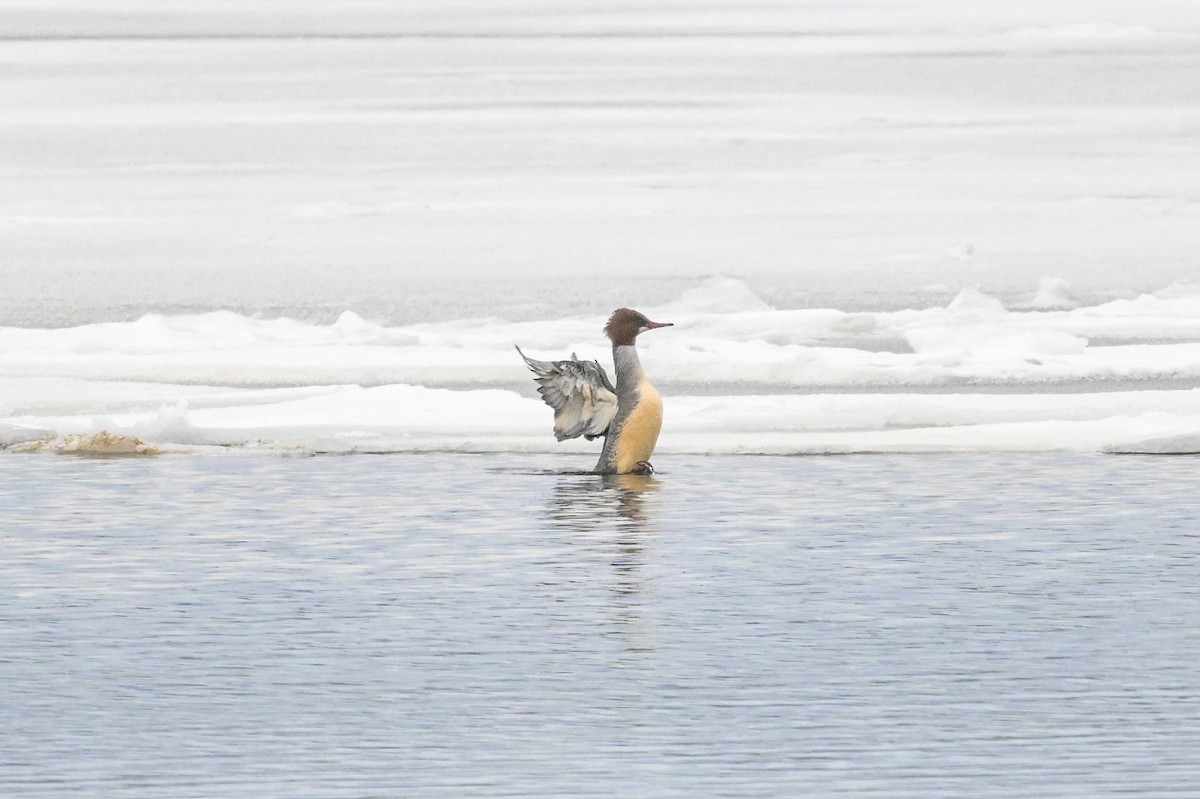 Zerra handia - ML646902179