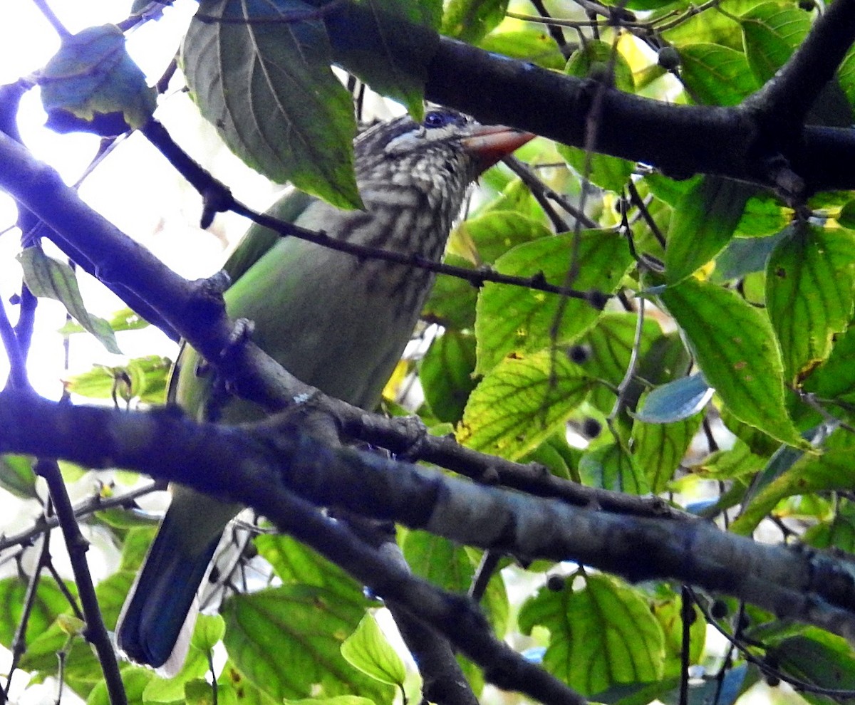 White-cheeked Barbet - ML646902180