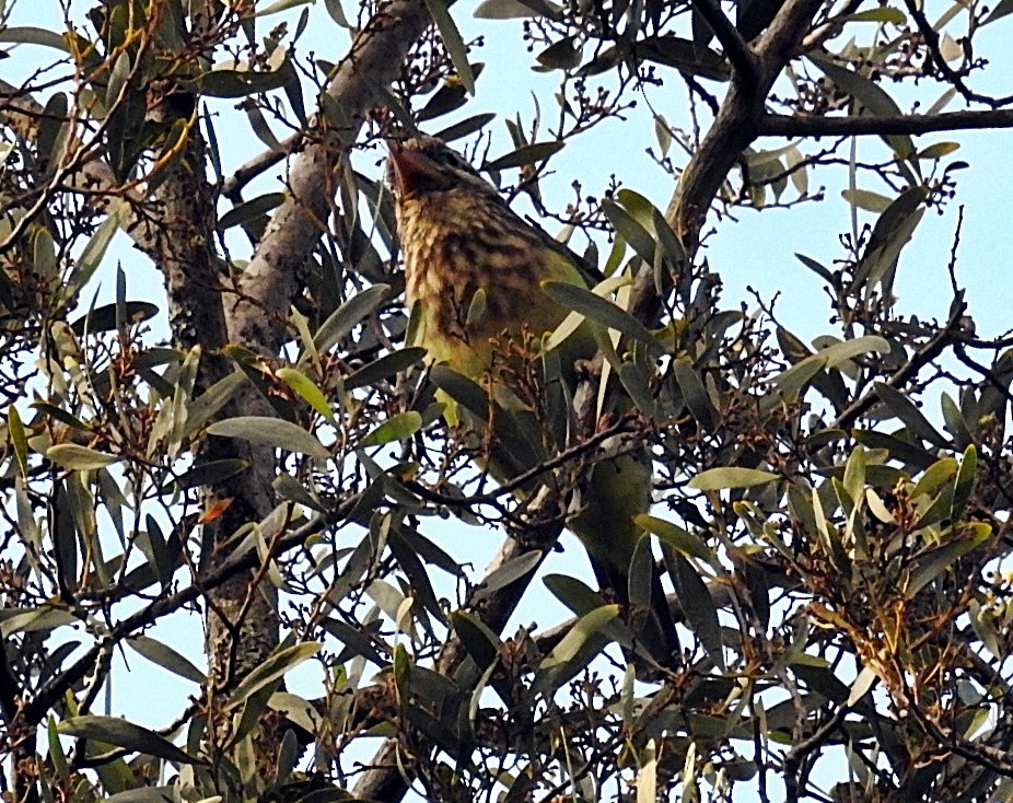 White-cheeked Barbet - ML646902181