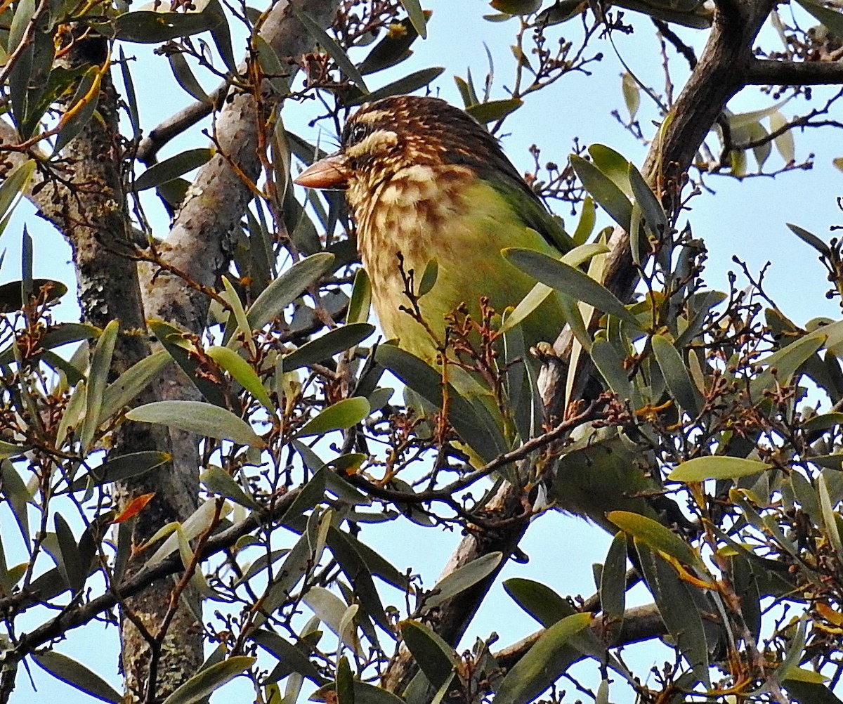 White-cheeked Barbet - ML646902182