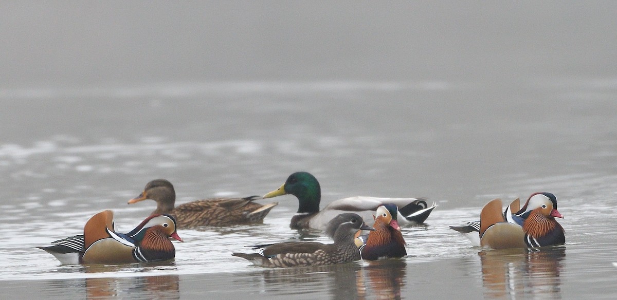 מנדרין סיני - ML646902183