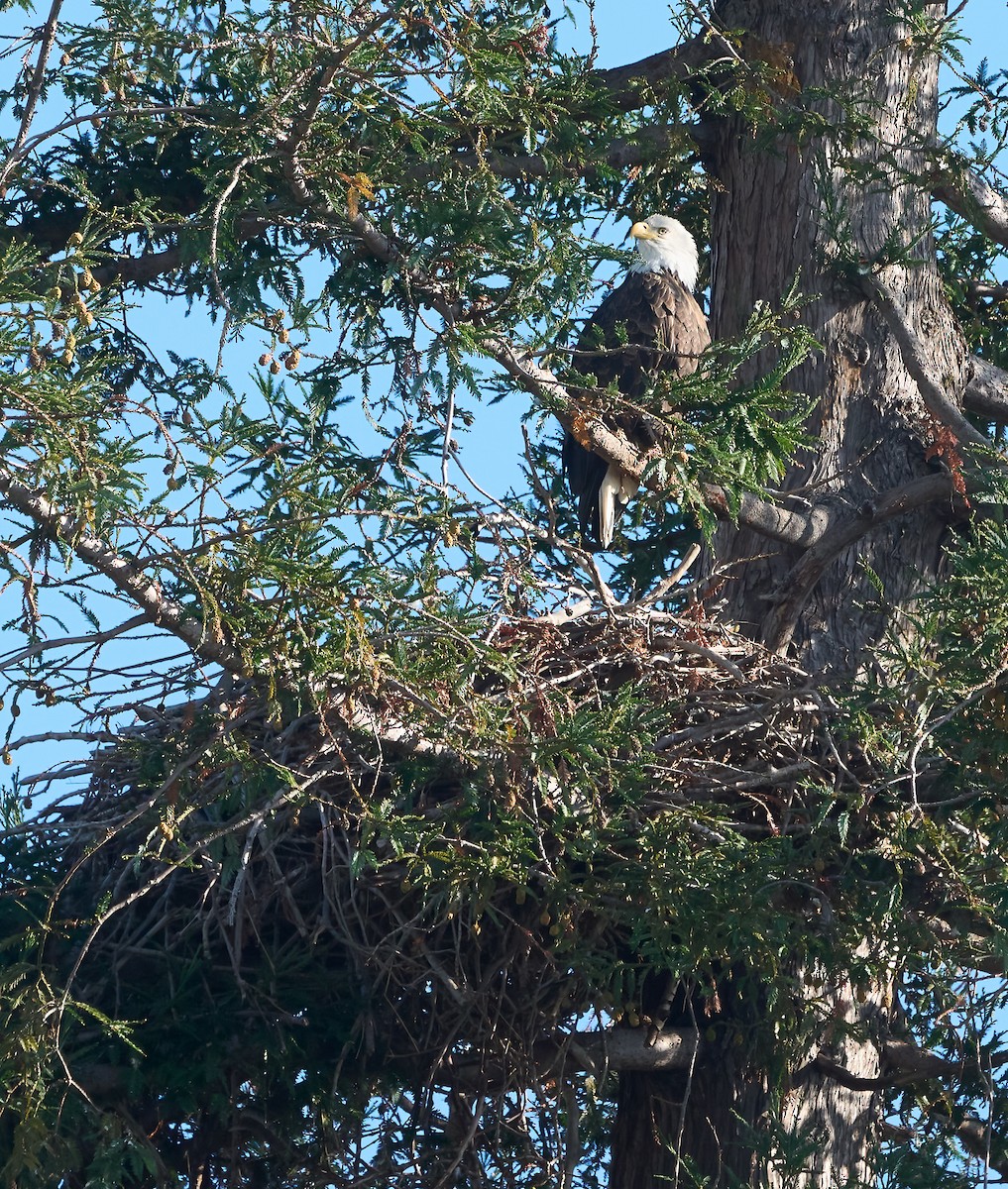 orel bělohlavý - ML646902184