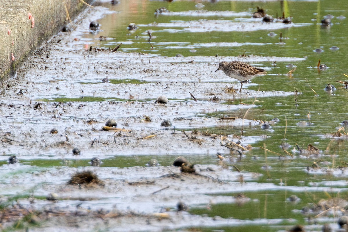 Txirri buztanzorrotza - ML646902185