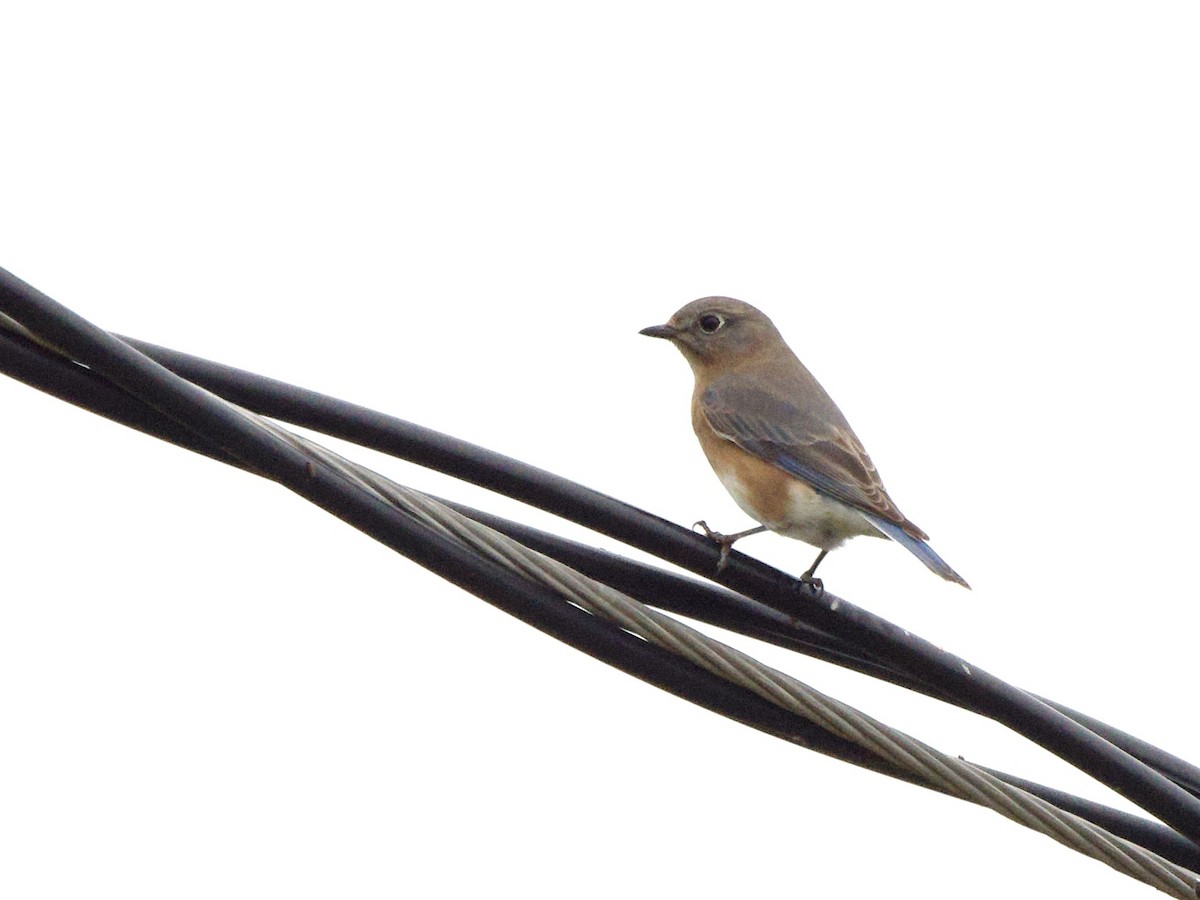 Eastern Bluebird - ML646902187