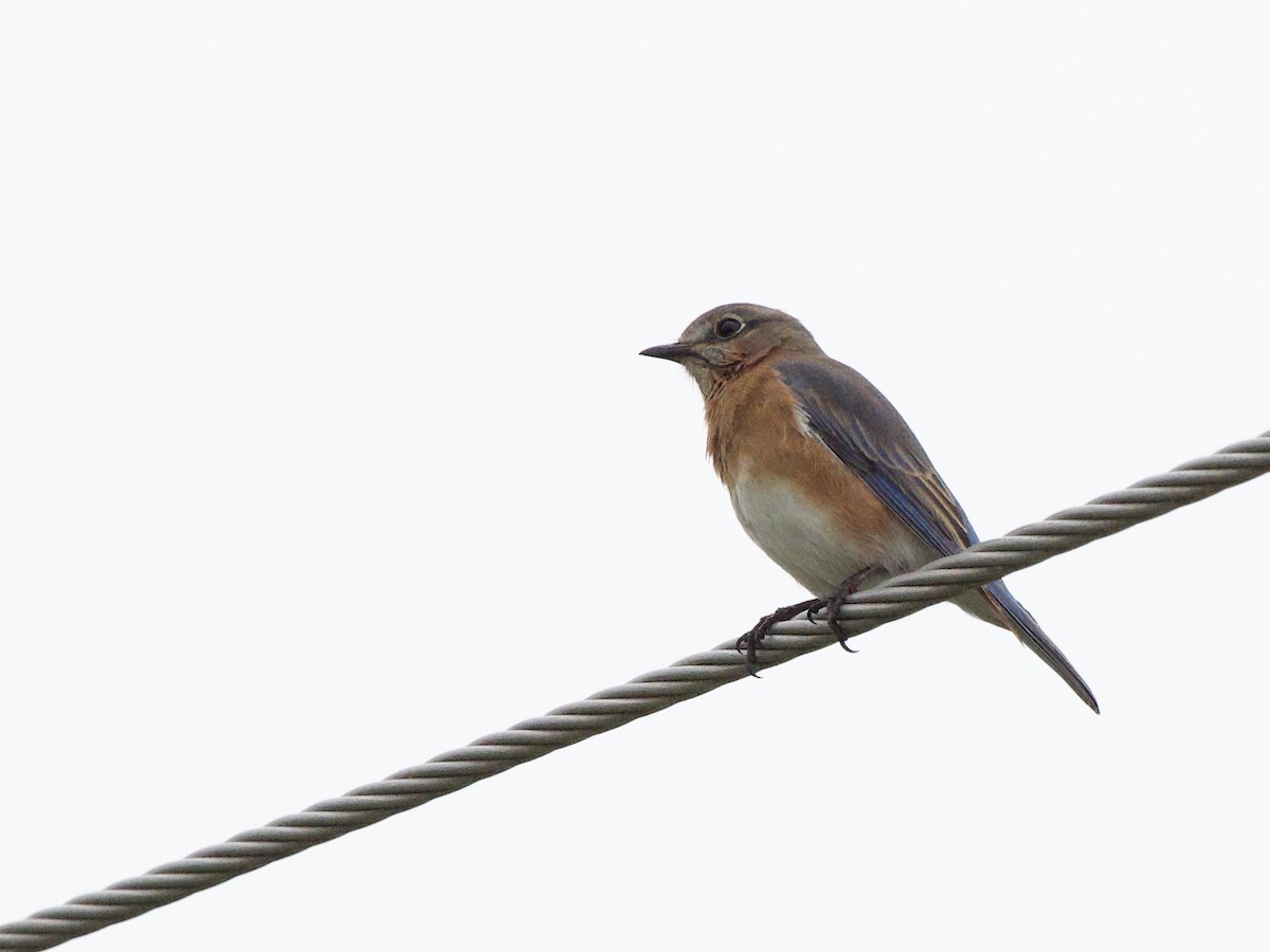 Eastern Bluebird - ML646902188