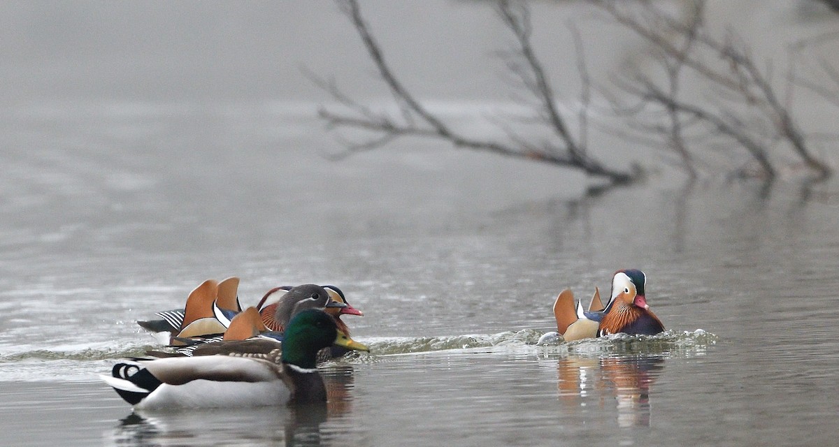 מנדרין סיני - ML646902189