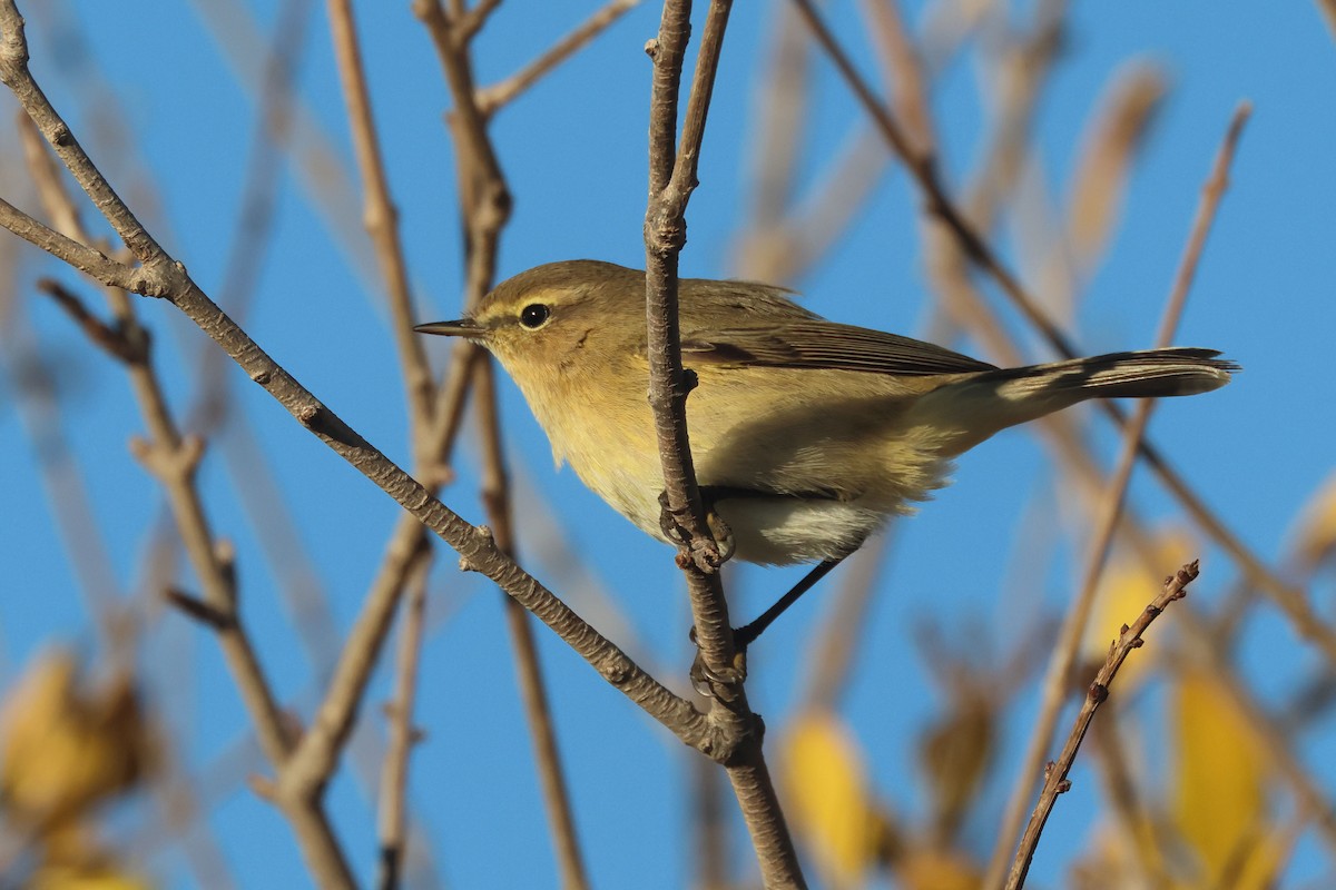 Çıvgın - ML646902190