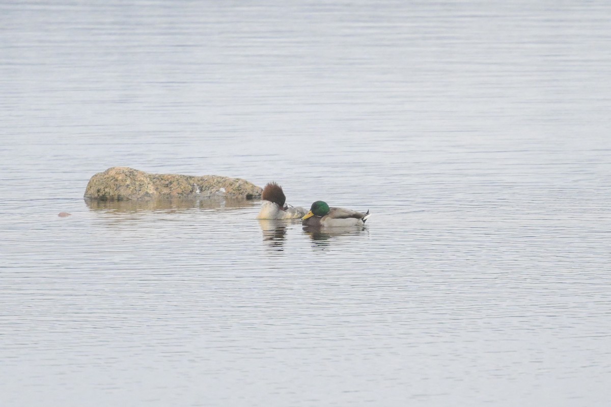 Basahatea - ML646902191