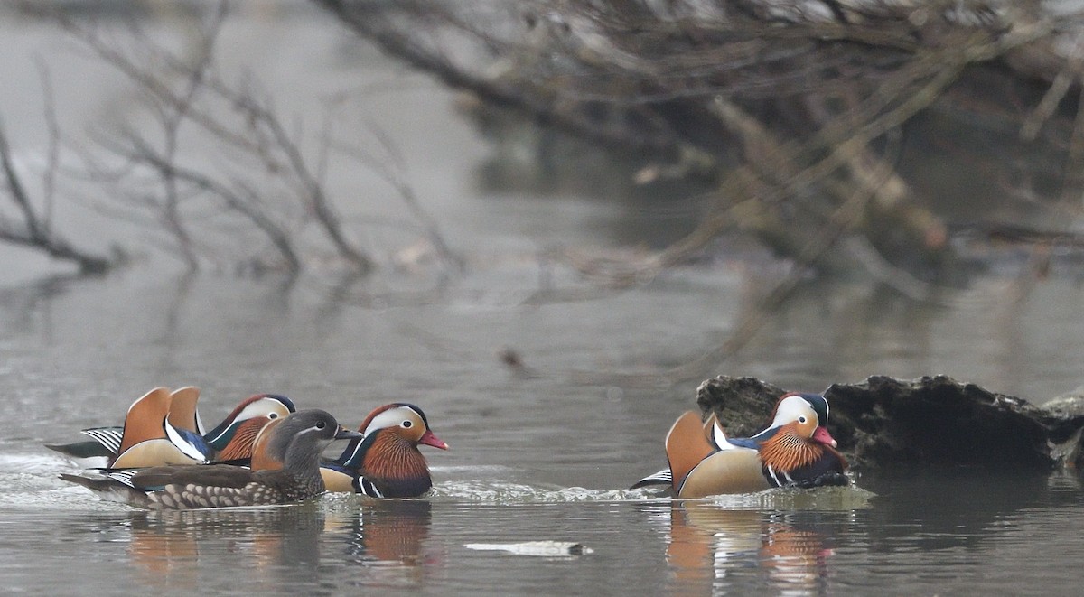 מנדרין סיני - ML646902194
