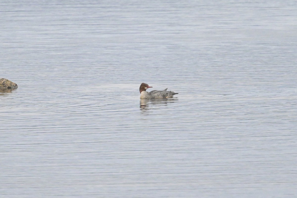 Zerra handia - ML646902195