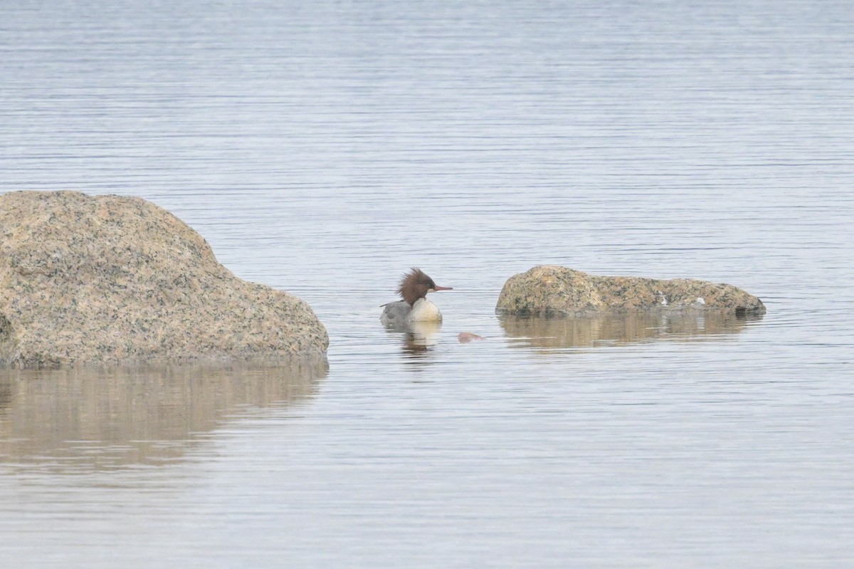 Zerra handia - ML646902201