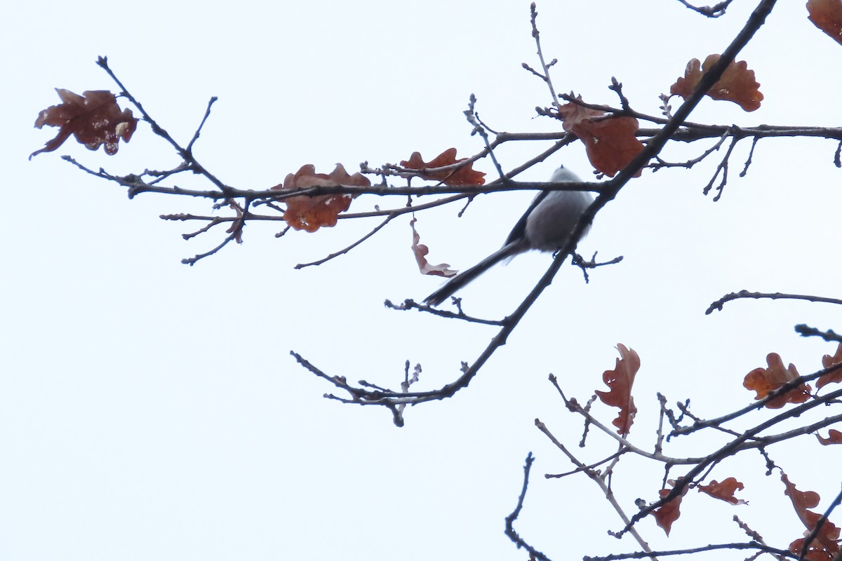 Long-tailed Tit - ML646902202