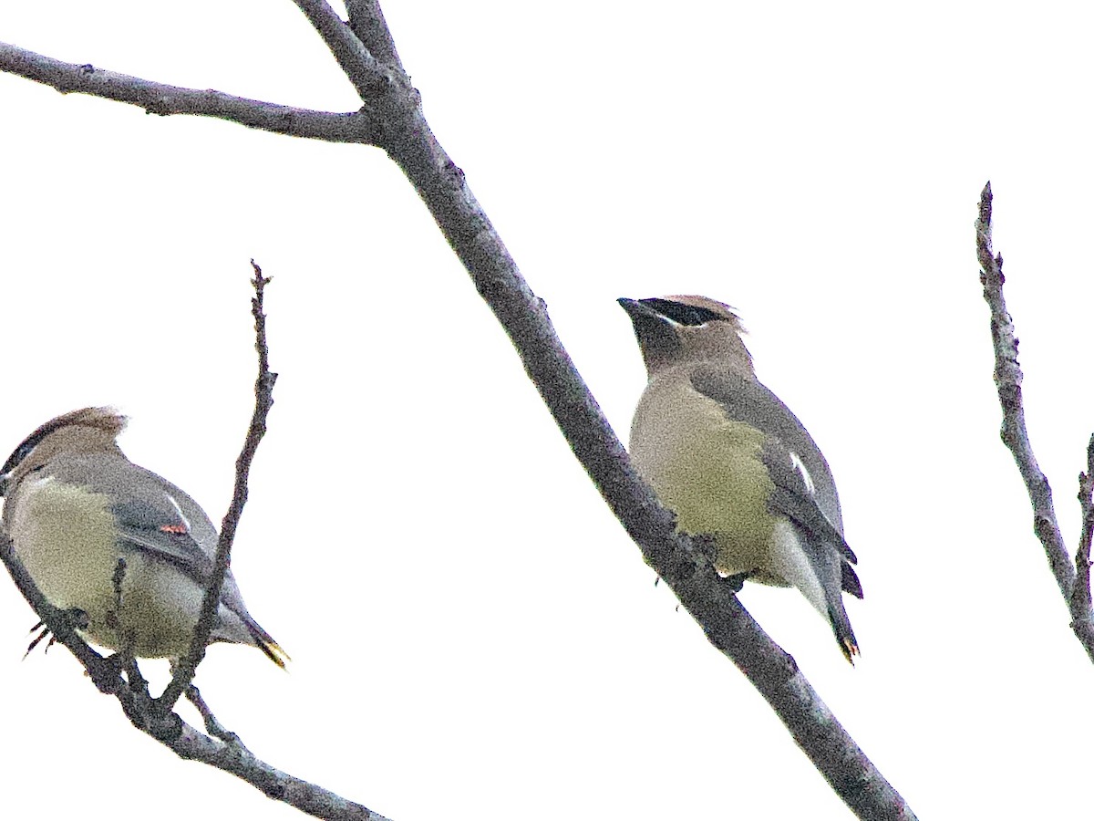Cedar Waxwing - ML646902203