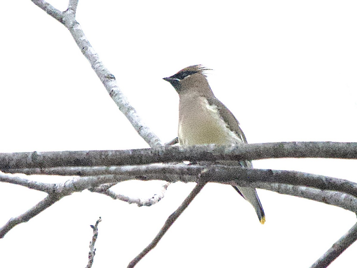 Cedar Waxwing - ML646902204
