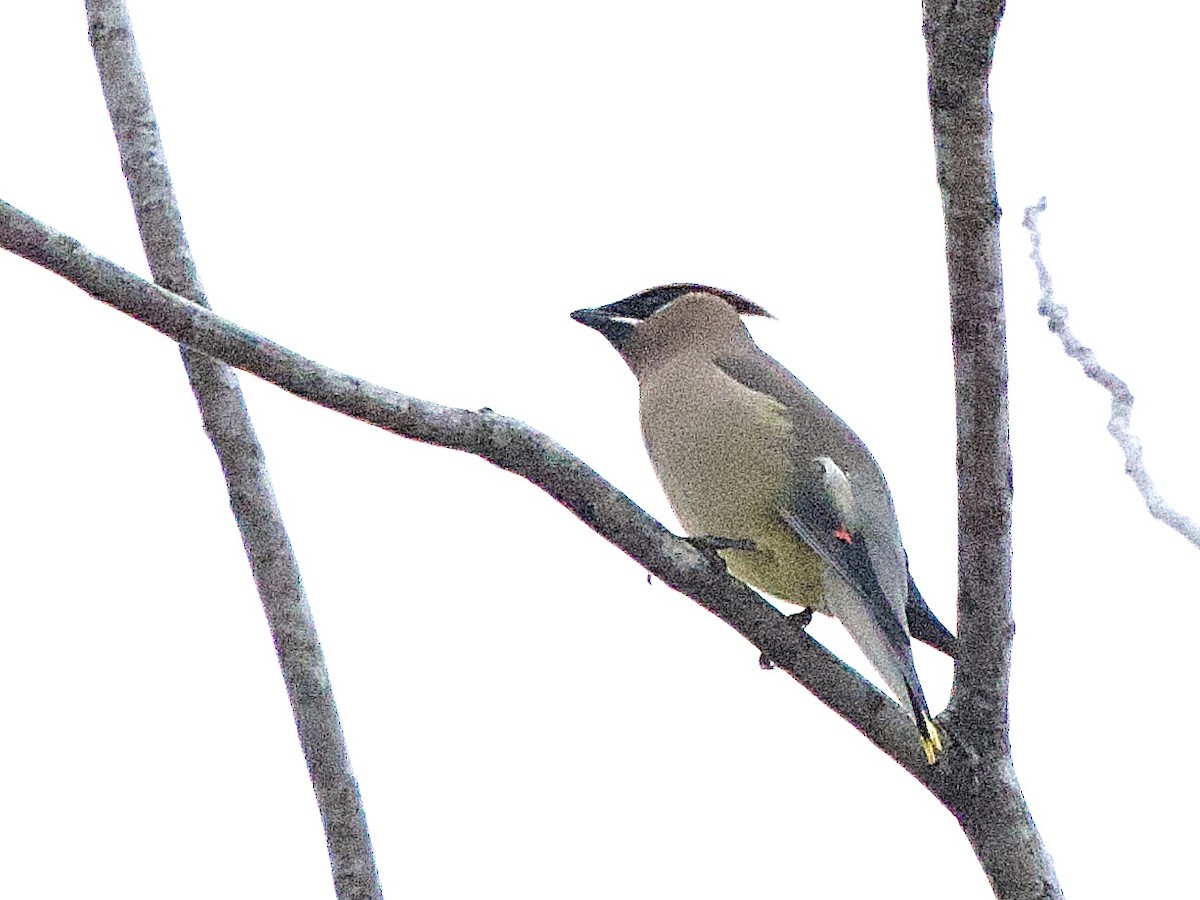 Cedar Waxwing - ML646902205