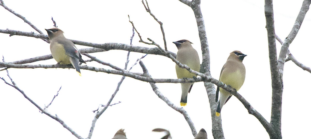 Cedar Waxwing - ML646902206