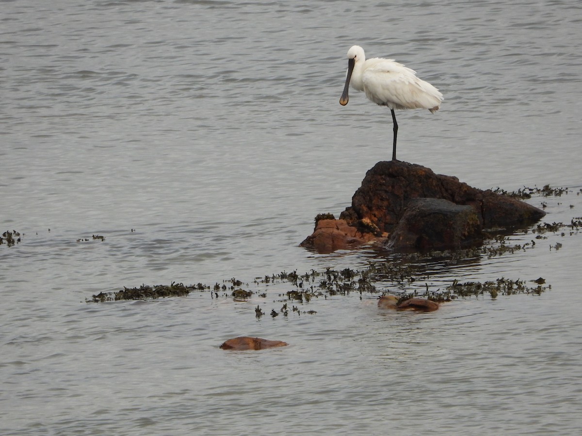 Eurasian Spoonbill - ML646902207