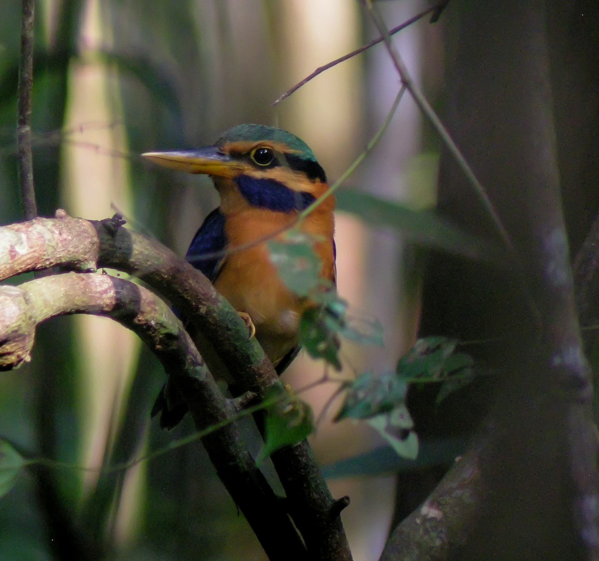 Rufous-collared Kingfisher - ML646902209