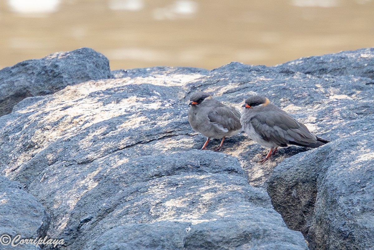Rock Pratincole - ML646902211