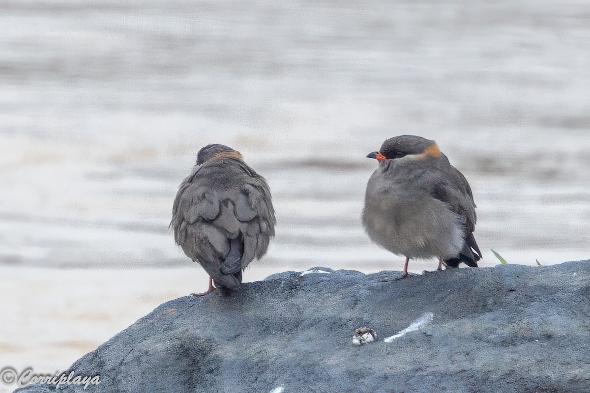 Rock Pratincole - ML646902212